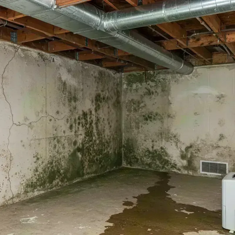 Professional Mold Removal in Fabens, TX